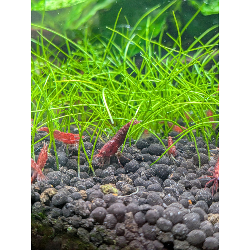 24 Neocaridina Red Cherry Shrimp