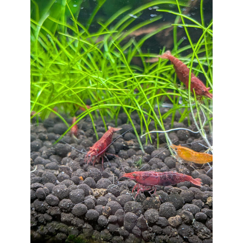 24 Neocaridina Red Cherry Shrimp