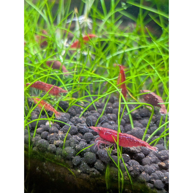 24 Neocaridina Red Cherry Shrimp