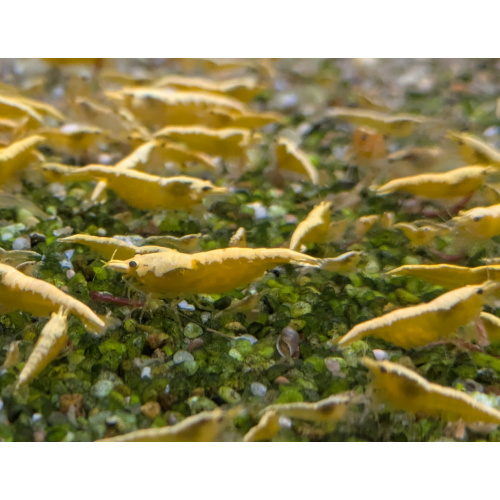 10 + 2 free Neocaridina Yellow Shrimp. 1.5-2cm.