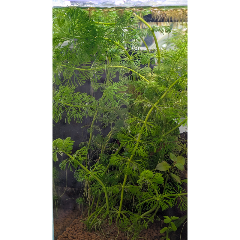6x Limnophilia Sessiflora Stems