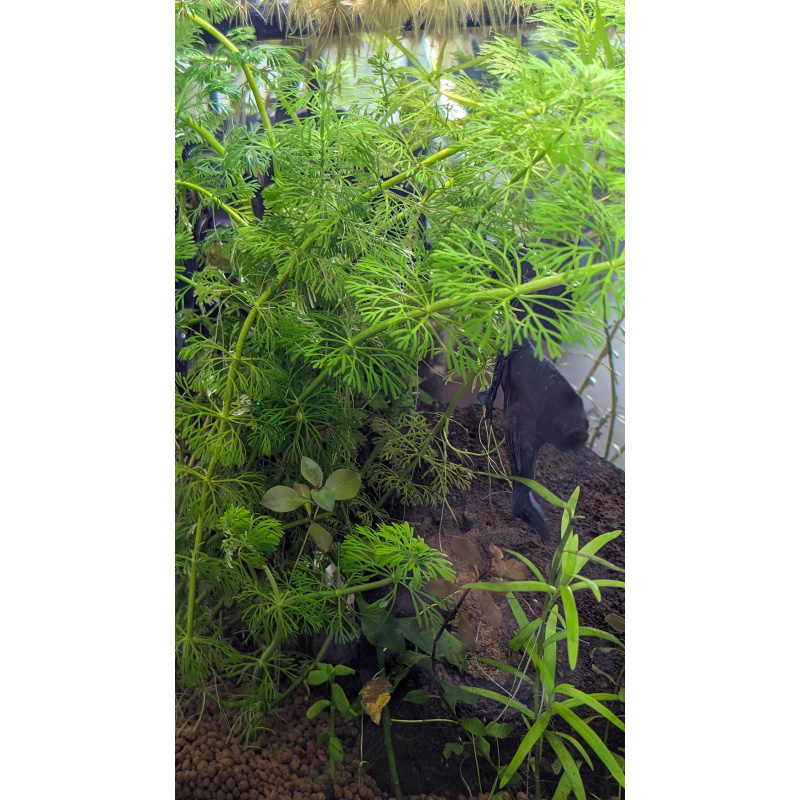 6x Limnophilia Sessiflora Stems