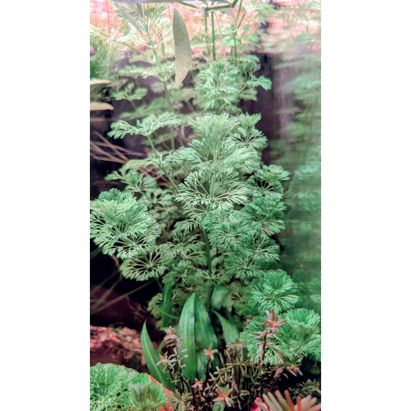 6x Limnophilia Sessiflora Stems