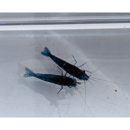 10 + 2 free Neocaridina Blue Dream Shrimp. 1.5-2cm. + Free Nettle food and free moss