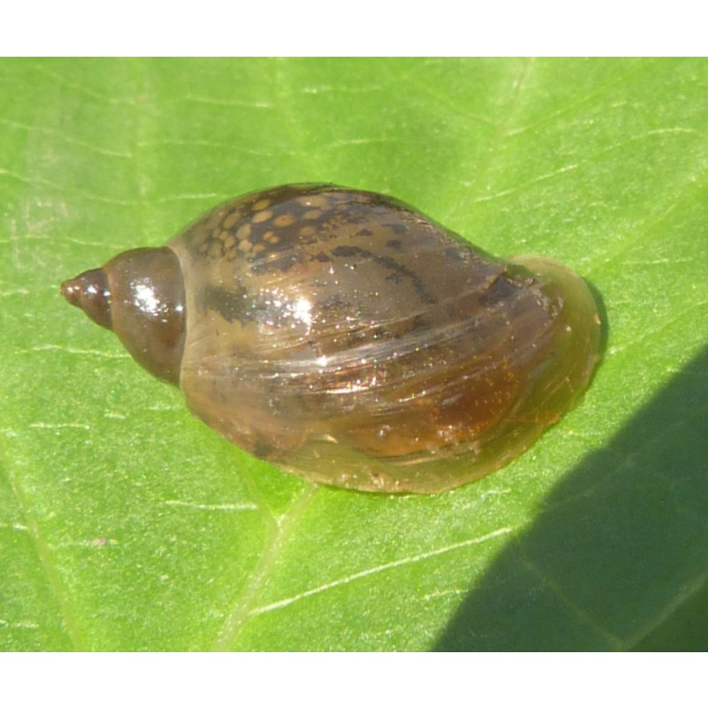 20x Mixed Sized Pond Snails, 20 GBP Free Postage