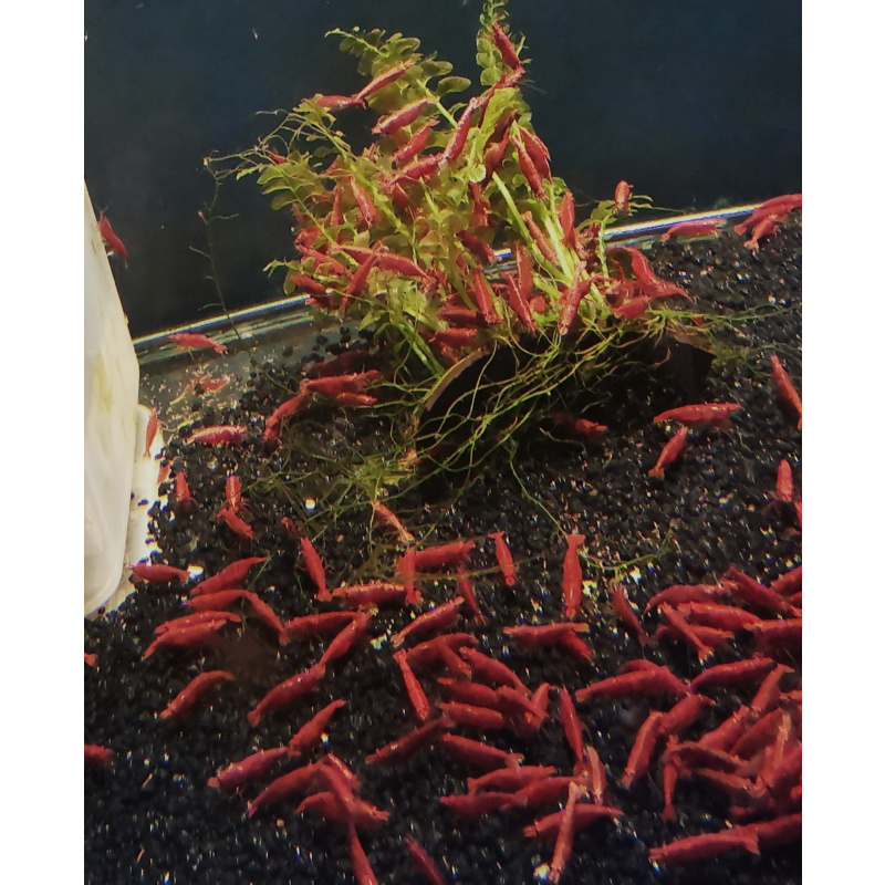 50 X Red Cherry Neocaridina Freshwater aquarium shrimp Size approx 1.5 - 2.0 PLUS 10 SHRIMPS FREE ( DOA)