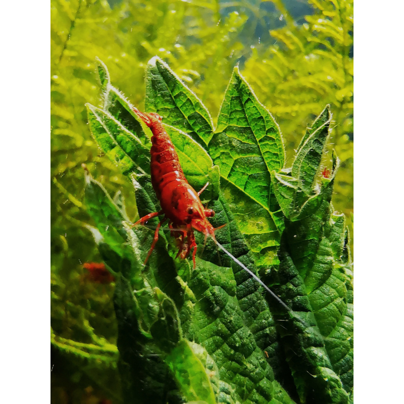 5 X Red Cherry Neocaridina Solid red color Freshwater aquarium shrimp Size approx 1.5 - 2.0