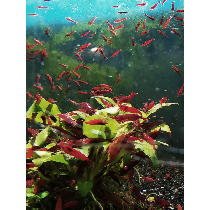 5 X Red Cherry Neocaridina Solid red color Freshwater aquarium shrimp Size approx 1.5 - 2.0