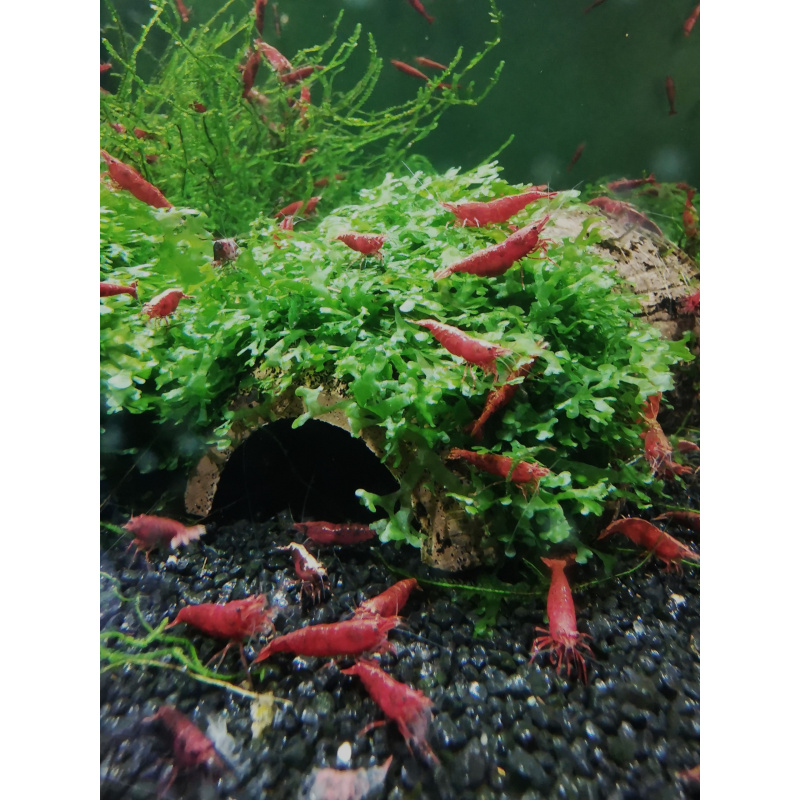 5 X Red Cherry Neocaridina Solid red color Freshwater aquarium shrimp Size approx 1.5 - 2.0