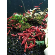 10 X Red Cherry Neocaridina Freshwater aquarium shrimp Size approx 1.5 - 2.0 PLUS 2 FREE ( DOA)