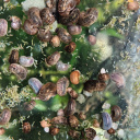 20x Trumpet Snails + 30x Ramshorn (Mixed Colours: Blue, Brown, Pink; Spotted & Plain)