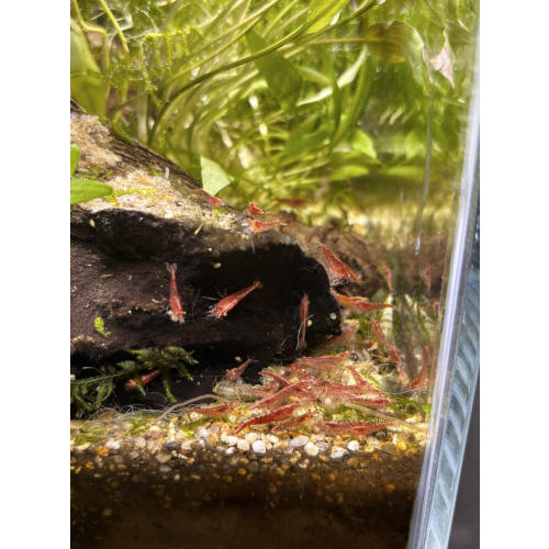 10x Red Cherry Shrimp