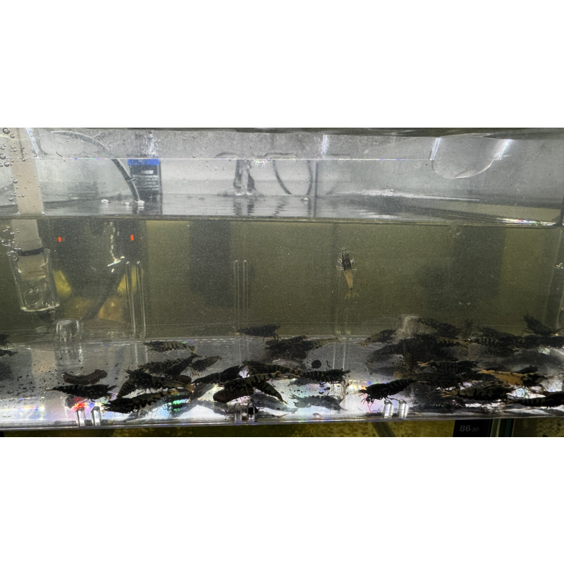 10 X KW Black/Blue Stardust BoA Freshwater Aquarium Shrimp Size approx 2.0 - 2.5 CM - PLUS 2 EXTRA (DOA)