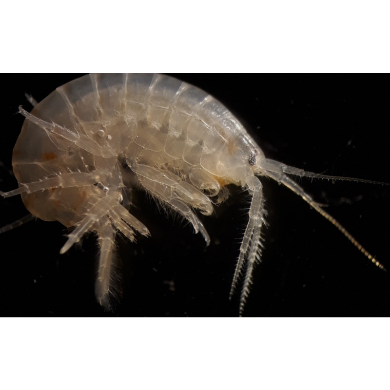 30+ Live Fresh Water Gammarus Shrimp/Scuds - Hyalella Azteca Variety 3–8 mm