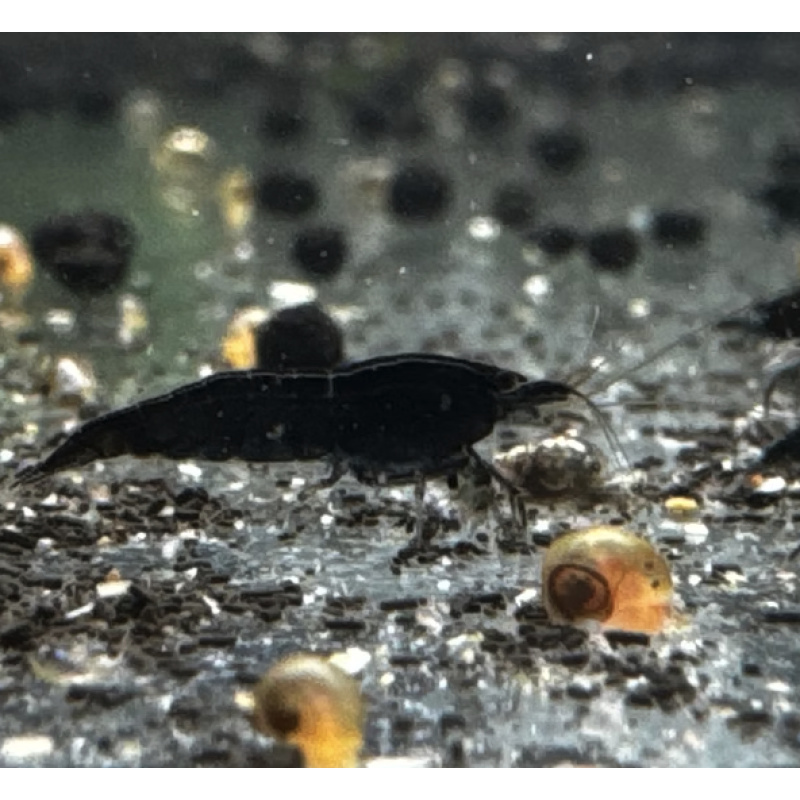 BlackJade Neocaridina Shrimp 10+2