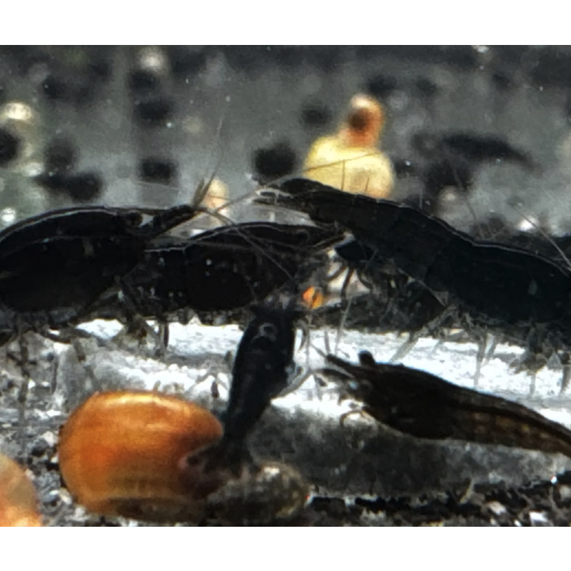 BlackJade Neocaridina Shrimp 10+2