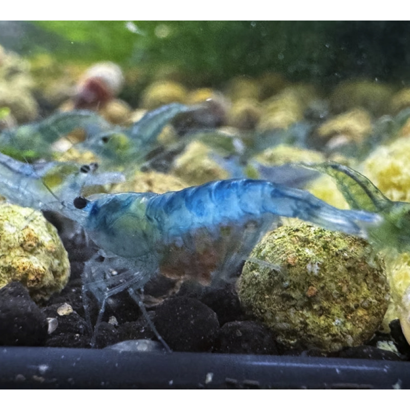 Blue Jelly Neocaridina Shrimp 10+2