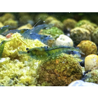 Blue Jelly Neocaridina Shrimp 10+2