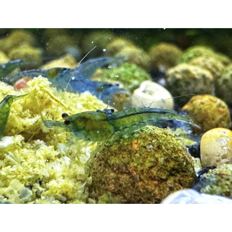 Blue Jelly Neocaridina Shrimp 10+2