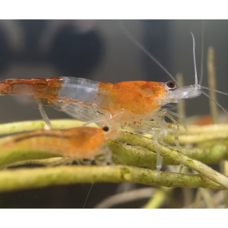 Tangerine Rili Neocaridina Shrimp 10+2