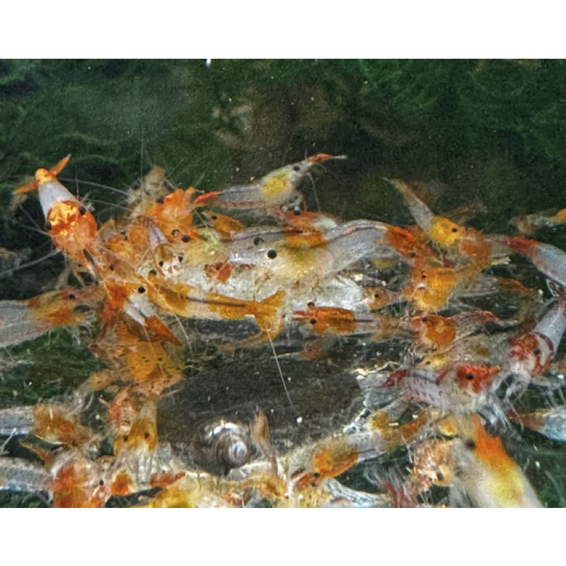 Tangerine Rili Neocaridina Shrimp 10+2