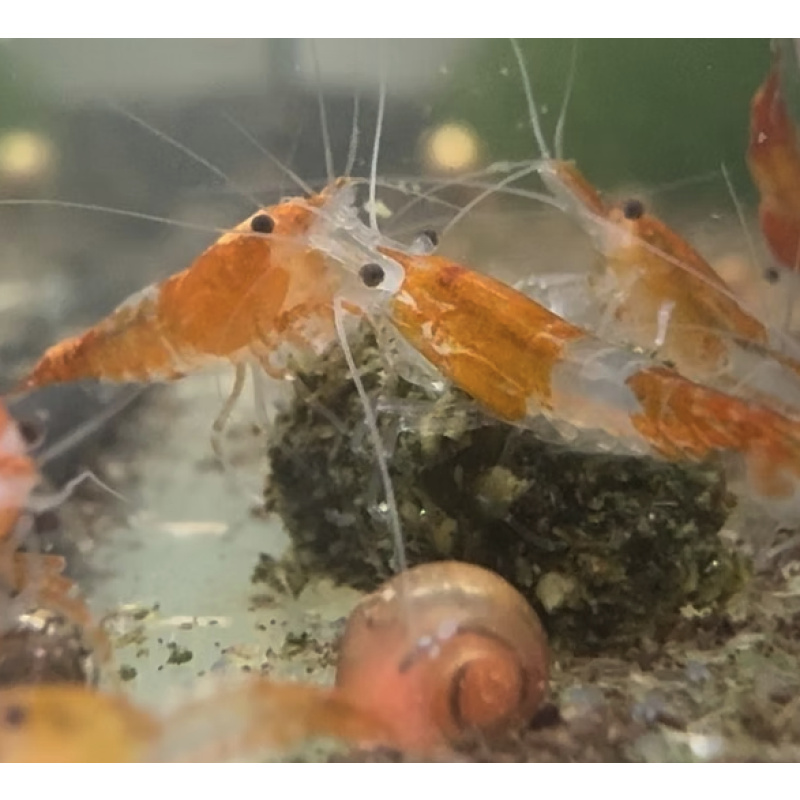Tangerine Rili Neocaridina Shrimp 10+2