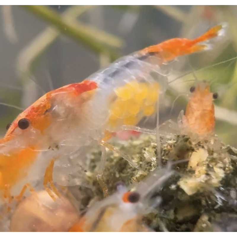 Tangerine Rili Neocaridina Shrimp 10+2