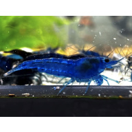Blue Dream Neocaridina Shrimp 10+2