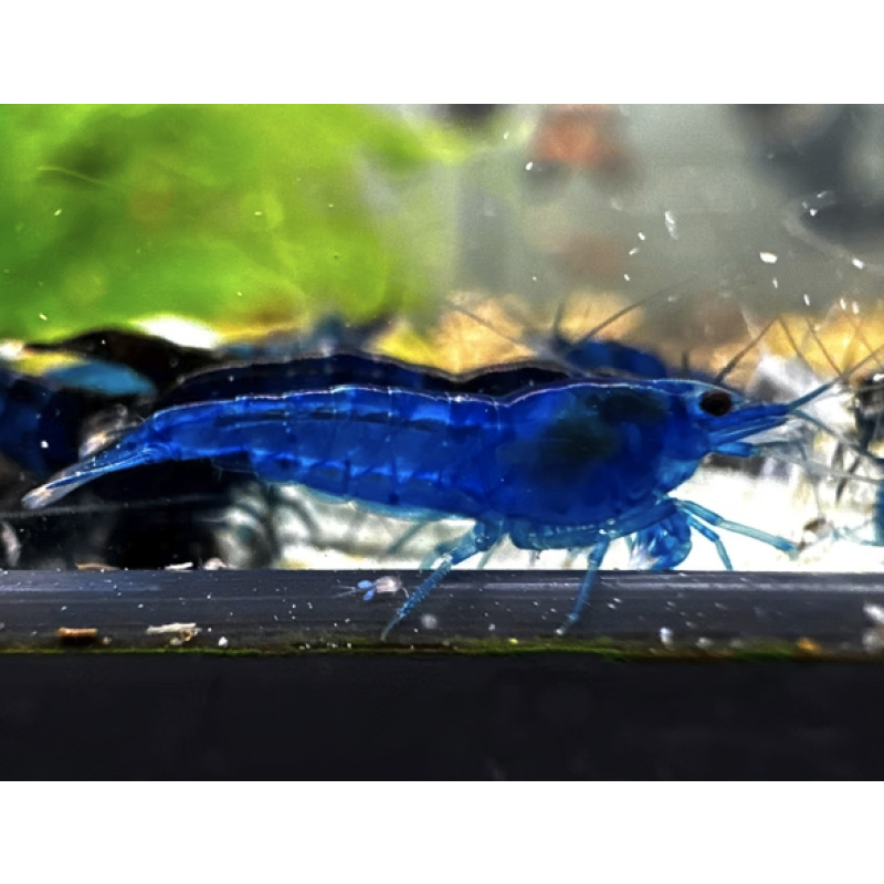 Blue Dream Neocaridina Shrimp 10+2