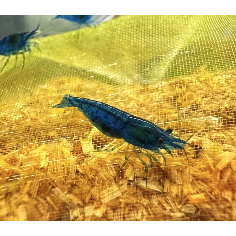 Blue Dream Neocaridina Shrimp 10+2