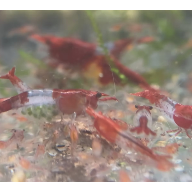 Red Rili Neocaridina Shrimp 10+2