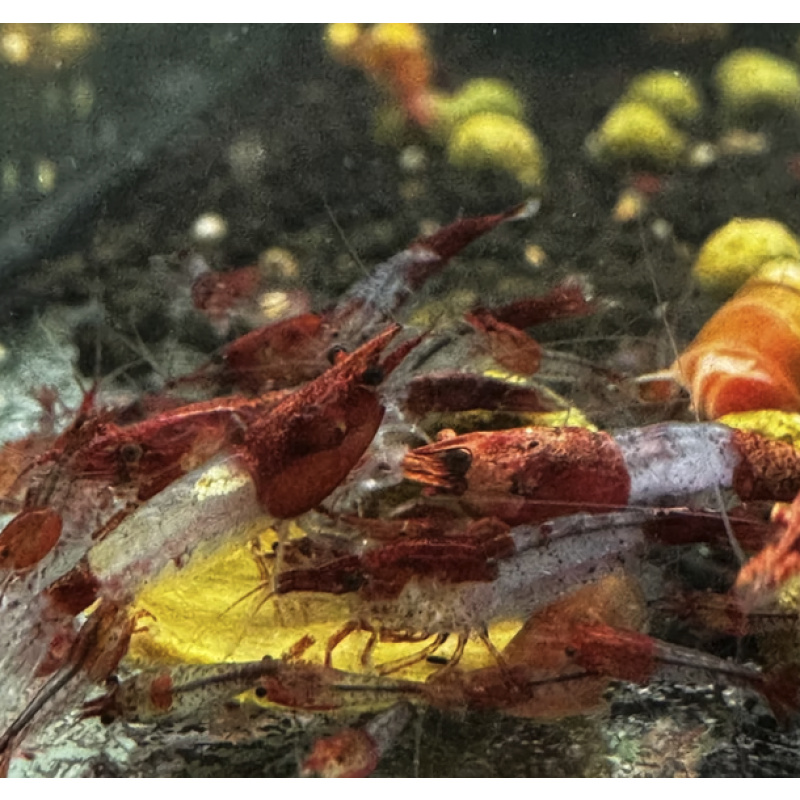 Red Rili Neocaridina Shrimp 10+2