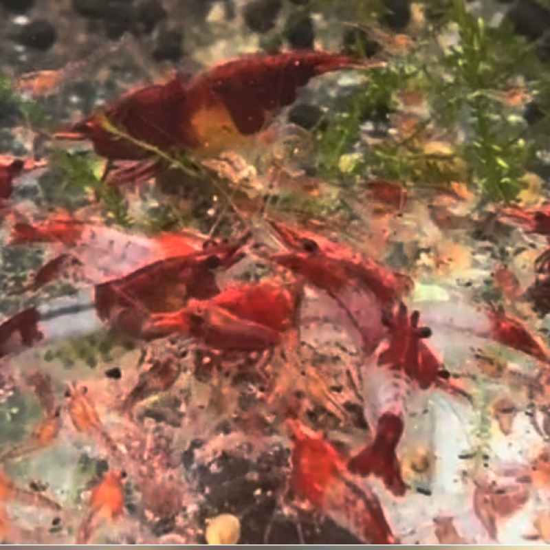 Red Rili Neocaridina Shrimp 10+2