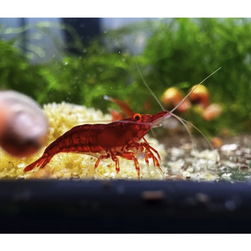 OE Red Demon Neocaridina Shrimp
