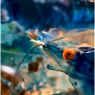 OE Blue Dream Neocaridina Shrimp