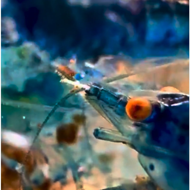 OE Blue Dream Neocaridina Shrimp