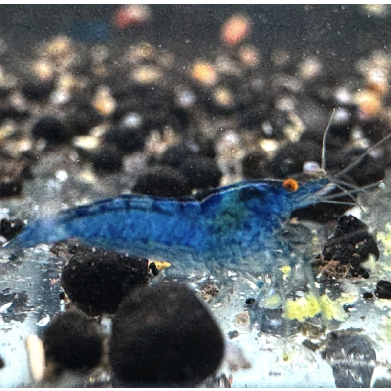 OE Blue Dream Neocaridina Shrimp