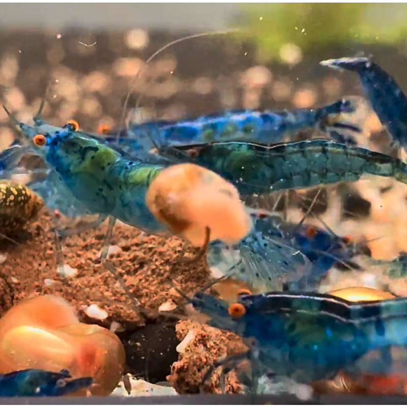 OE Blue Dream Neocaridina Shrimp