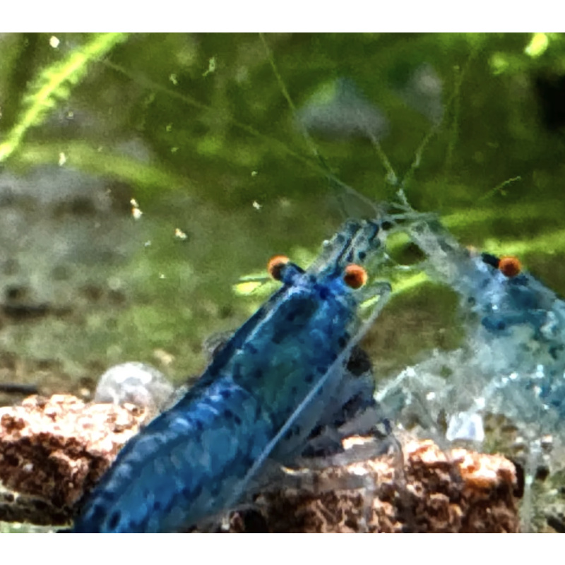 OE Blue Dream Neocaridina Shrimp