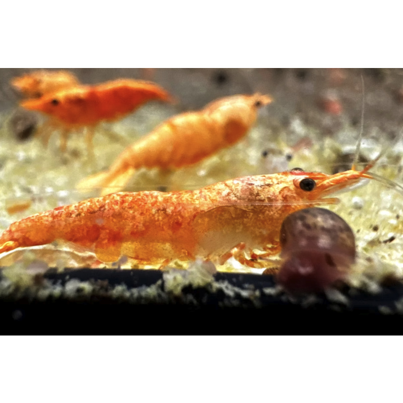 Koi Sunburst Neocaridina Shrimp 10+2