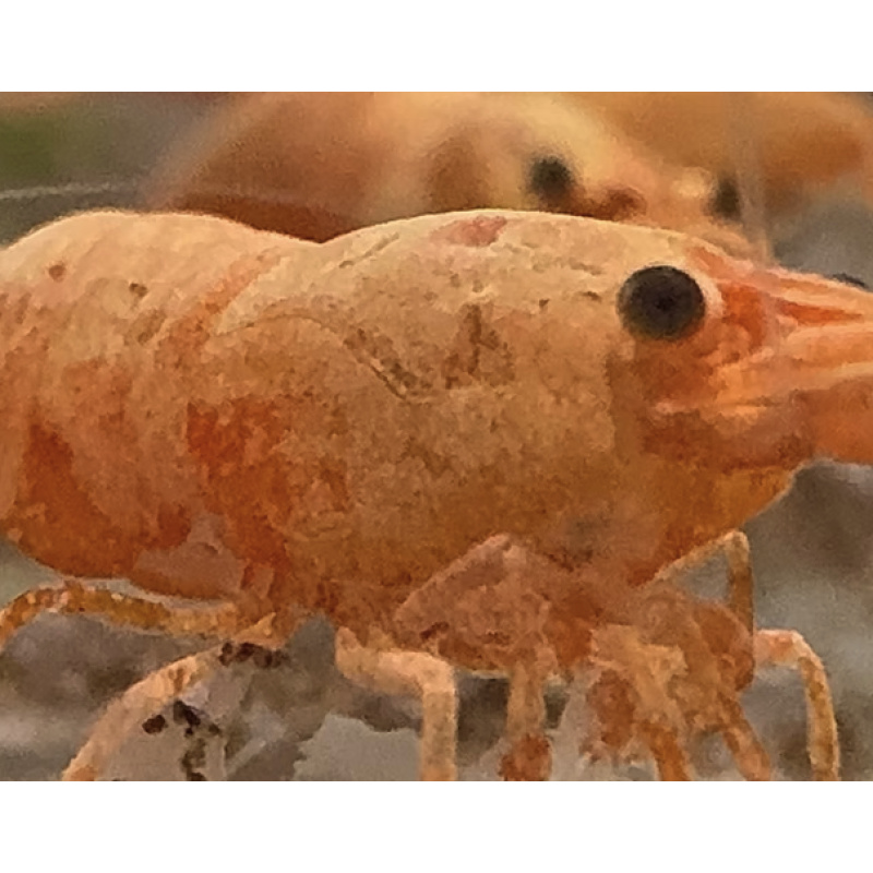 Koi Sunburst Neocaridina Shrimp 10+2