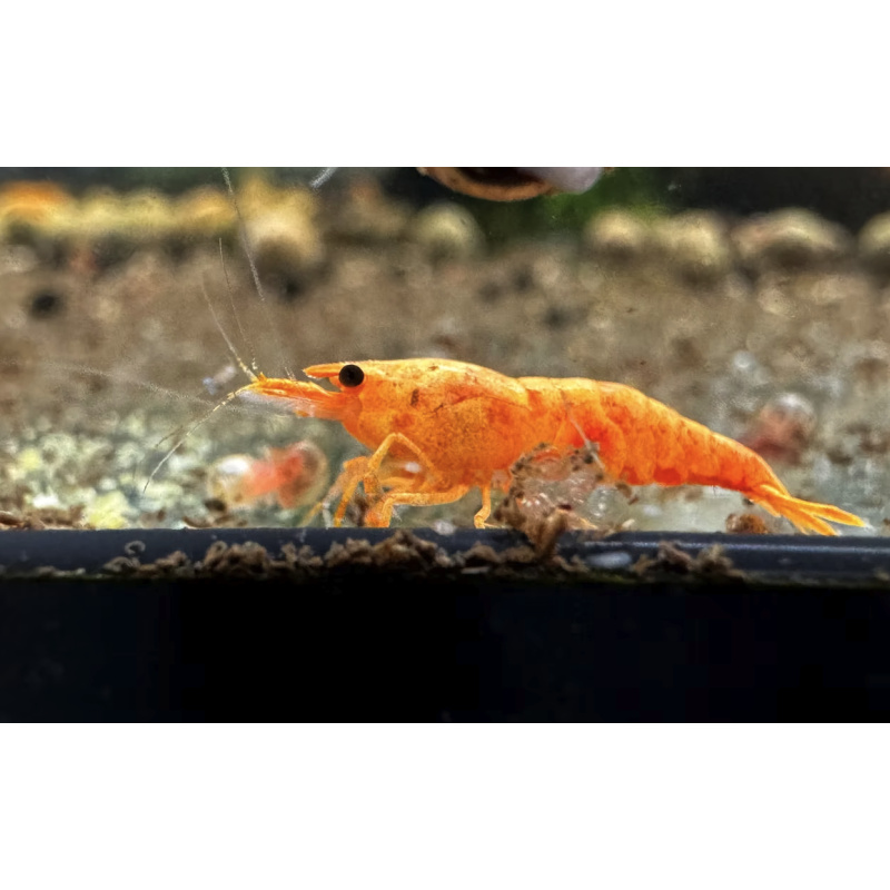 Koi Sunburst Neocaridina Shrimp 10+2