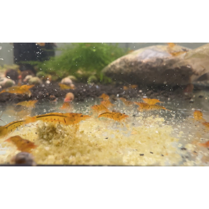 Tangerine Tiger Neocaridina Shrimp 10+2