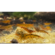 Tangerine Tiger Neocaridina Shrimp 10+2