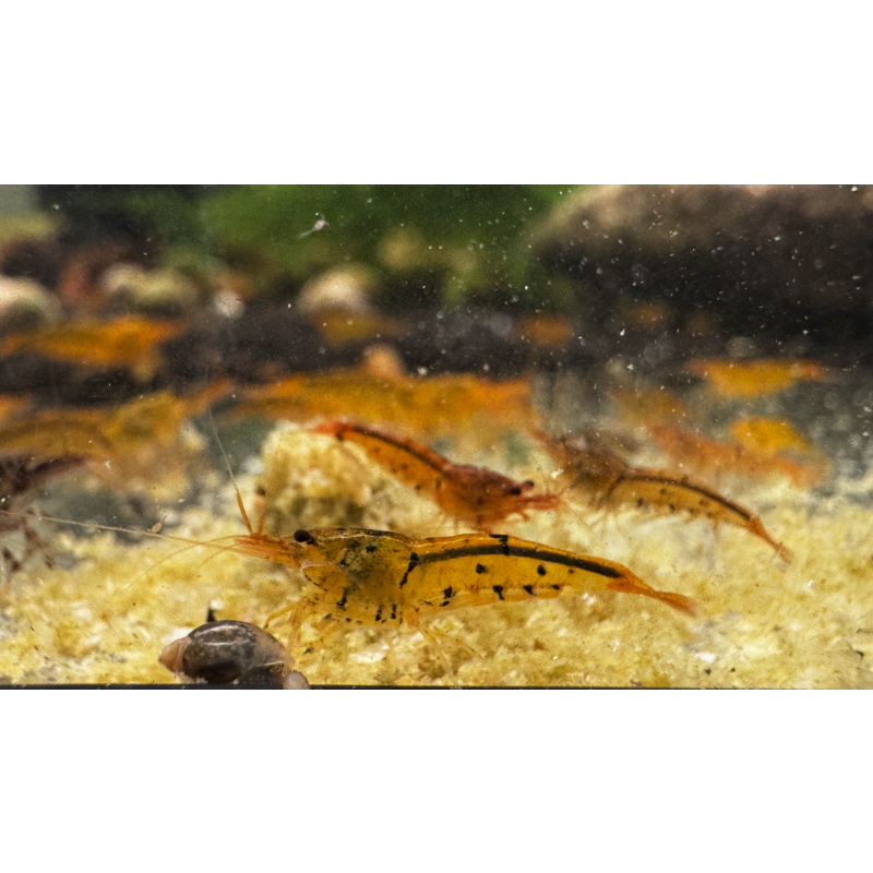 Tangerine Tiger Neocaridina Shrimp 10+2