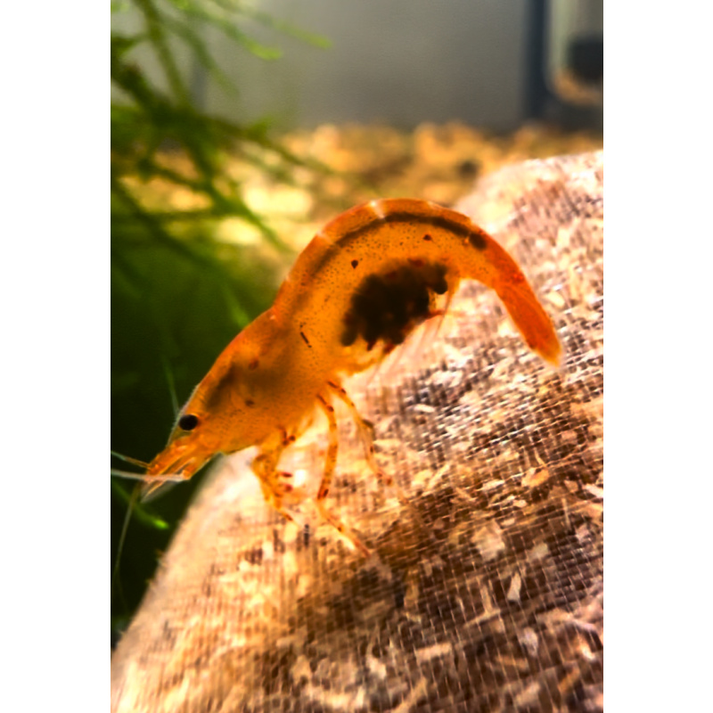 Tangerine Tiger Neocaridina Shrimp 10+2