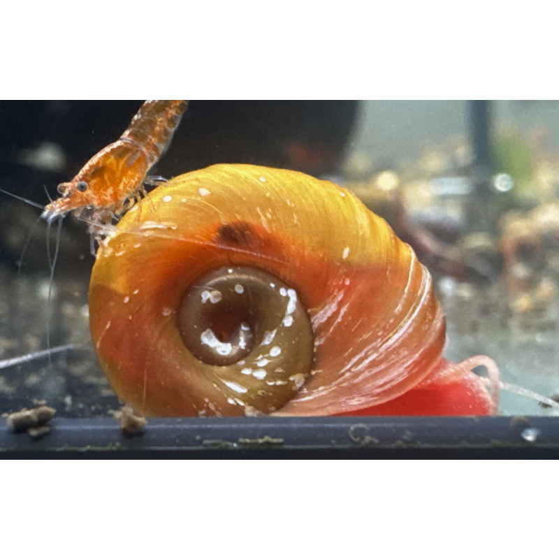 Red Ramshorn Snails X 5