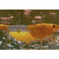 Orange Rili Neocaridina Shrimp 10+2