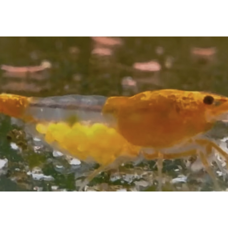 Orange Rili Neocaridina Shrimp 10+2