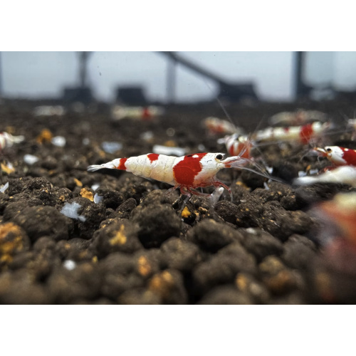 Pure Red Line PRL 10+2